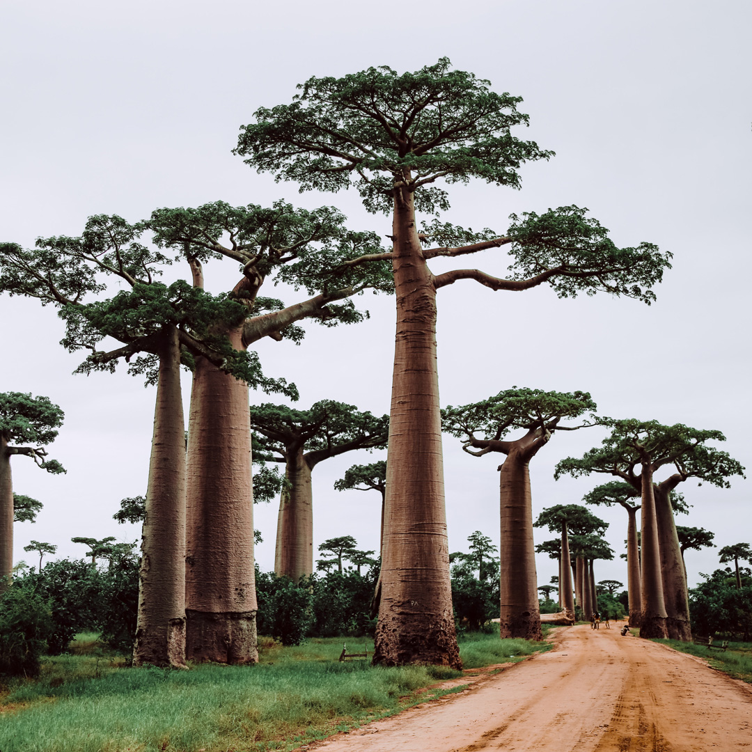 Ingredient Series: Baobab Seed&nbsp;Extract